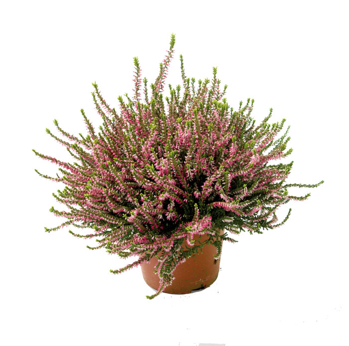 Ljung 'Calluna' Ø9 cm
